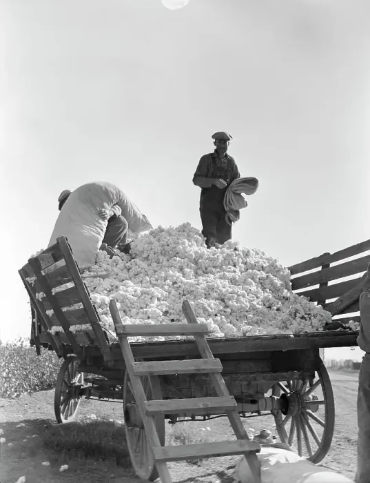 Framed Print : Loading cotton, Southern San Joaquin Valley, California, 1936. Creator: Dorothea Lange Framed Print : Loading cotton, Southern San Joaquin Valley, California, 1936. Creator: Dorothea Lange