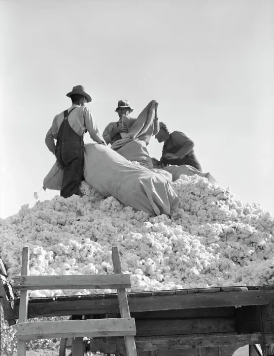 Framed Print : Loading cotton, Southern San Joaquin Valley, California, 1936. Creator: Dorothea Lange Framed Print : Loading cotton, Southern San Joaquin Valley, California, 1936. Creator: Dorothea Lange