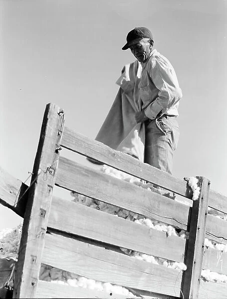 Loading cotton, Southern San Joaquin Valley, California, 1936. Creator: Dorothea Lange