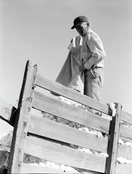 Framed Print : Loading cotton, Southern San Joaquin Valley, California, 1936. Creator: Dorothea Lange Framed Print : Loading cotton, Southern San Joaquin Valley, California, 1936. Creator: Dorothea Lange