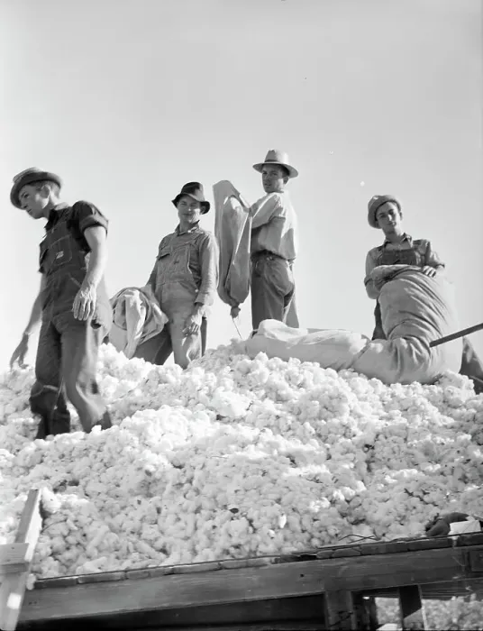 Framed Print : Loading cotton, Southern San Joaquin Valley, California, 1936. Creator: Dorothea Lange Framed Print : Loading cotton, Southern San Joaquin Valley, California, 1936. Creator: Dorothea Lange