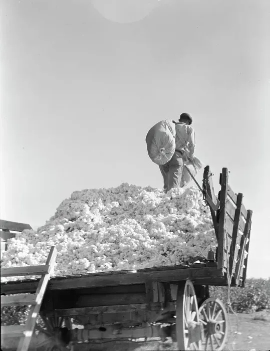 Framed Print : Loading cotton, Southern San Joaquin Valley, California, 1936. Creator: Dorothea Lange Framed Print : Loading cotton, Southern San Joaquin Valley, California, 1936. Creator: Dorothea Lange