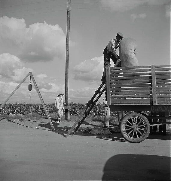 Loading cotton after weighing, San Joaquin Valley, California, 1938. Creator: Dorothea Lange