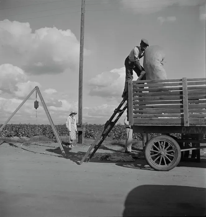 Framed Print : Loading cotton after weighing, San Joaquin Valley, California, 1938. Creator: Dorothea Lange Framed Print : Loading cotton after weighing, San Joaquin Valley, California, 1938. Creator: Dorothea Lange