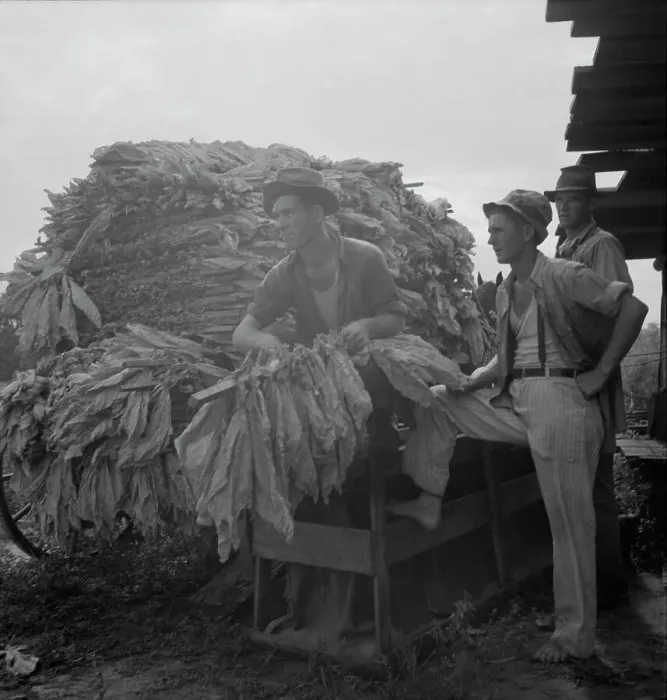 Framed Print : Loading cured tobacco for market, Georgia, 1937. Creator: Dorothea Lange Framed Print : Loading cured tobacco for market, Georgia, 1937. Creator: Dorothea Lange