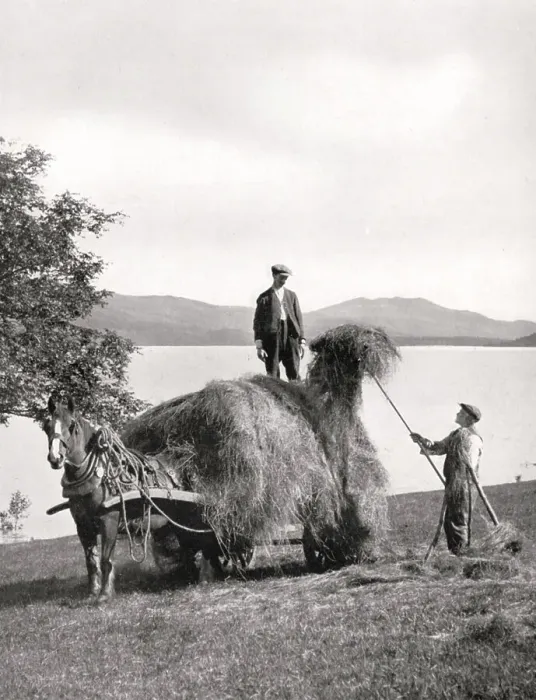 Framed Print : Loading hay onto a wagon on the shores of Loch Lomond, Scotland, 1924-1926. Artist: Donald McLeish Framed Print : Loading hay onto a wagon on the shores of Loch Lomond, Scotland, 1924-1926. Artist: Donald McLeish