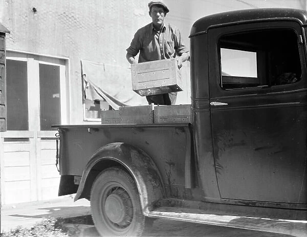 Loading milk at the self-help cooperative dairy, near Santa Ana, California, 1936. Creator: Dorothea Lange