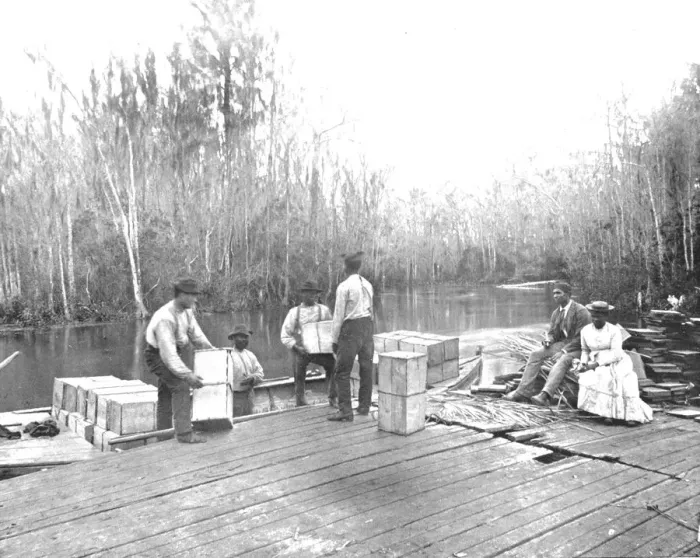 Framed Print : Loading oranges on the Ocklawaha River, Florida, USA, c1900. Creator: Unknown Framed Print : Loading oranges on the Ocklawaha River, Florida, USA, c1900. Creator: Unknown
