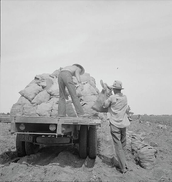 Loading a potato truck as it goes down the rows, Near Shafter, California, 1937. Creator: Dorothea Lange