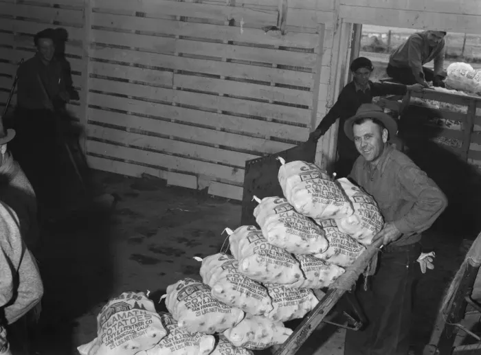 Framed Print : Loading sacked potatoes from shed to truck, Tulelake, Siskiyou County, California, 1939. Creator: Dorothea Lange Framed Print : Loading sacked potatoes from shed to truck, Tulelake, Siskiyou County, California, 1939. Creator: Dorothea Lange