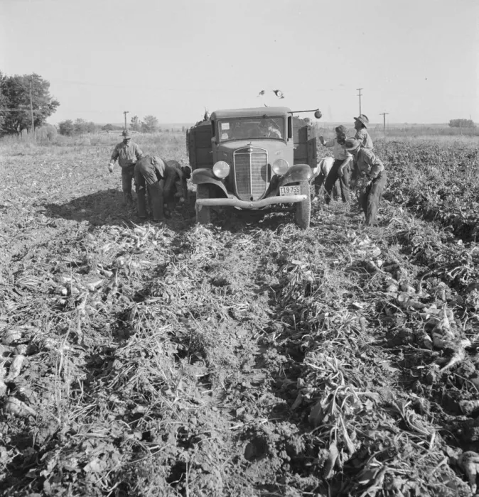Framed Print : Loading a truck in a sugar beet field, Ontario, Malheur County, Oregon, 1939. Creator: Dorothea Lange Framed Print : Loading a truck in a sugar beet field, Ontario, Malheur County, Oregon, 1939. Creator: Dorothea Lange