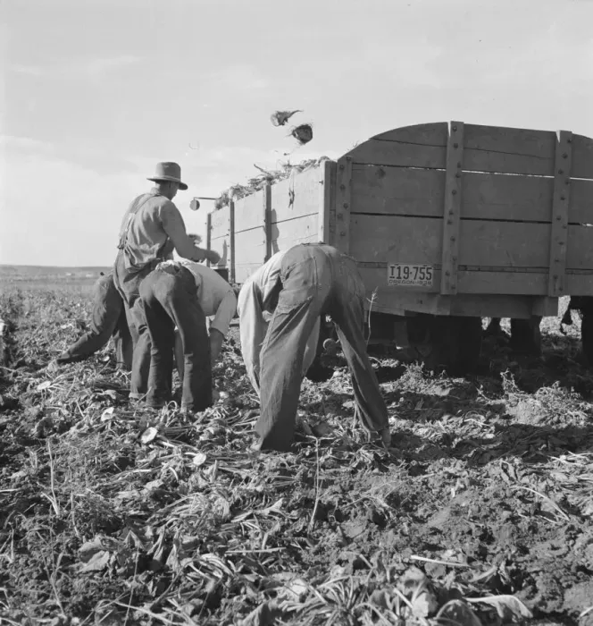 Framed Print : Loading truck in sugar beet field, near Ontario, Malheur County, Oregon, 1939. Creator: Dorothea Lange Framed Print : Loading truck in sugar beet field, near Ontario, Malheur County, Oregon, 1939. Creator: Dorothea Lange
