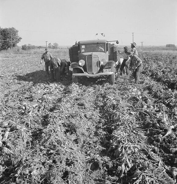 Loading a truck in a sugar beet field, Ontario, Malheur County, Oregon, 1939. Creator: Dorothea Lange