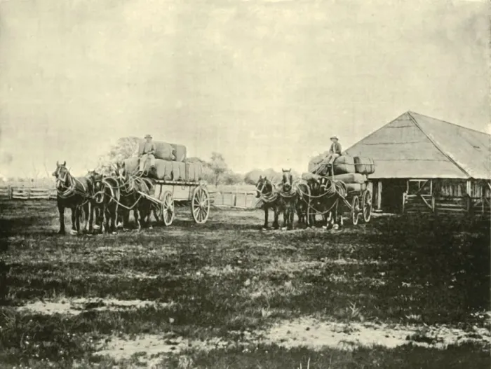 Framed Print : Loading Wool, Warrawooh Station, Wimmera, 1901. Creator: Unknown Framed Print : Loading Wool, Warrawooh Station, Wimmera, 1901. Creator: Unknown