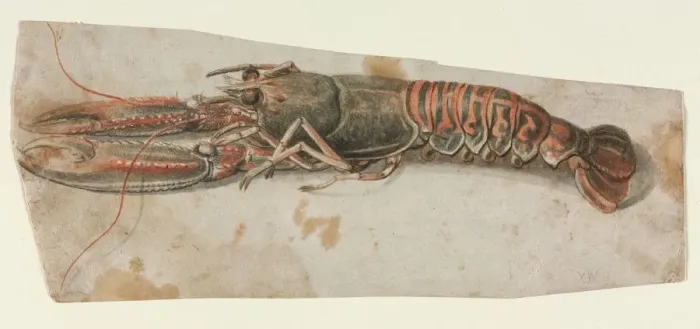 Framed Print : Lobster, 1600s. Creator: Anonymous Framed Print : Lobster, 1600s. Creator: Anonymous