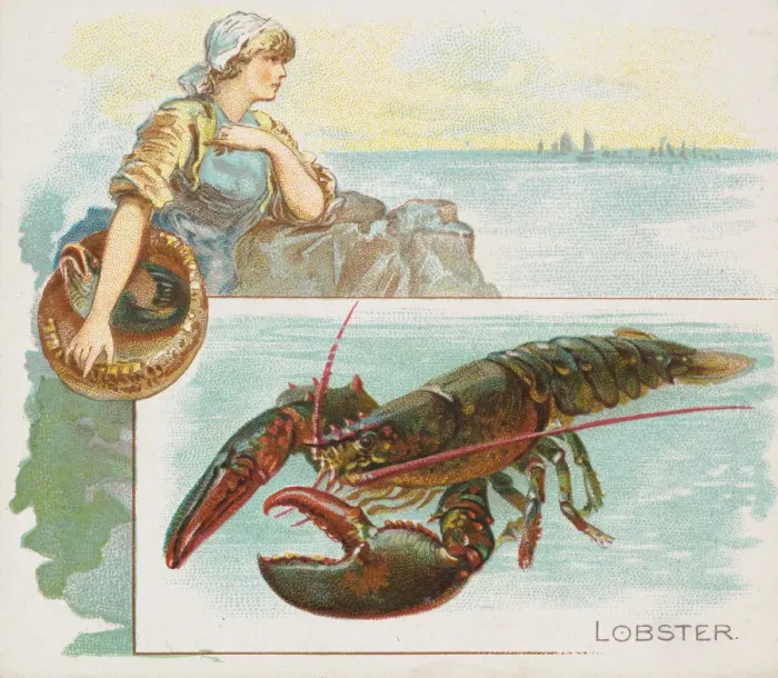 Framed Print : Lobster, from Fish from American Waters series (N39) for Allen & Ginter Cigarettes Framed Print : Lobster, from Fish from American Waters series (N39) for Allen & Ginter Cigarettes