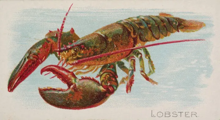 Framed Print : Lobster, from the Fish from American Waters series (N8) for Allen & Framed Print : Lobster, from the Fish from American Waters series (N8) for Allen &