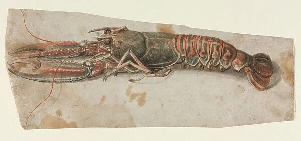 Lobster (recto) Sketch of an Armoured Male Figure (verso), 1600s. Creator: Anonymous