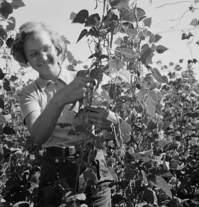 Framed Print : Local high school girl, who picks beans... near West Stayton, Marion County, Oregon, 1939. Creator: Dorothea Lange Framed Print : Local high school girl, who picks beans... near West Stayton, Marion County, Oregon, 1939. Creator: Dorothea Lange