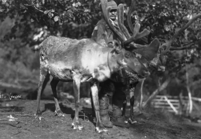Framed Print : Local man with a reindeer, Lyngen, northern Norway, c1920s-c1930s(?) Framed Print : Local man with a reindeer, Lyngen, northern Norway, c1920s-c1930s(?)