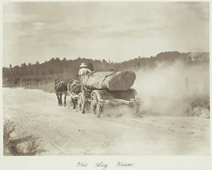 Framed Print : The log team. From the album: Camera Pictures of New Zealand, 1920s. Creator: Harry Moult Framed Print : The log team. From the album: Camera Pictures of New Zealand, 1920s. Creator: Harry Moult