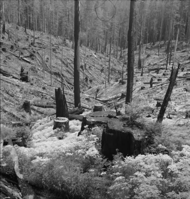 Framed Print : Logged over land along U. S. 99. Southern Oregon, 1939. Creator: Dorothea Lange Framed Print : Logged over land along U. S. 99. Southern Oregon, 1939. Creator: Dorothea Lange