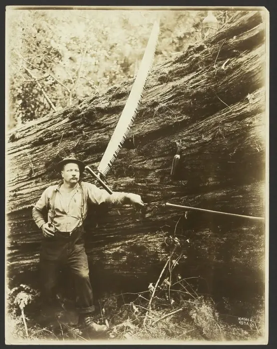 Framed Print : Logger and felled tree, about 1910-1945. Creator: Darius Kinsey Framed Print : Logger and felled tree, about 1910-1945. Creator: Darius Kinsey