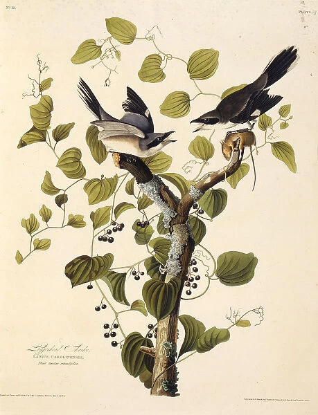 The loggerhead shrike. From The Birds of America, 1827-1838. Creator: Audubon