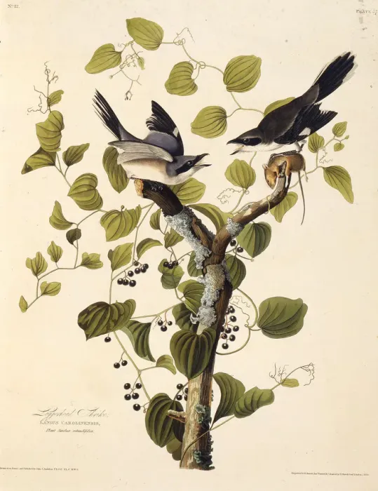 Framed Print : The loggerhead shrike. From The Birds of America, 1827-1838. Creator: Audubon Framed Print : The loggerhead shrike. From The Birds of America, 1827-1838. Creator: Audubon