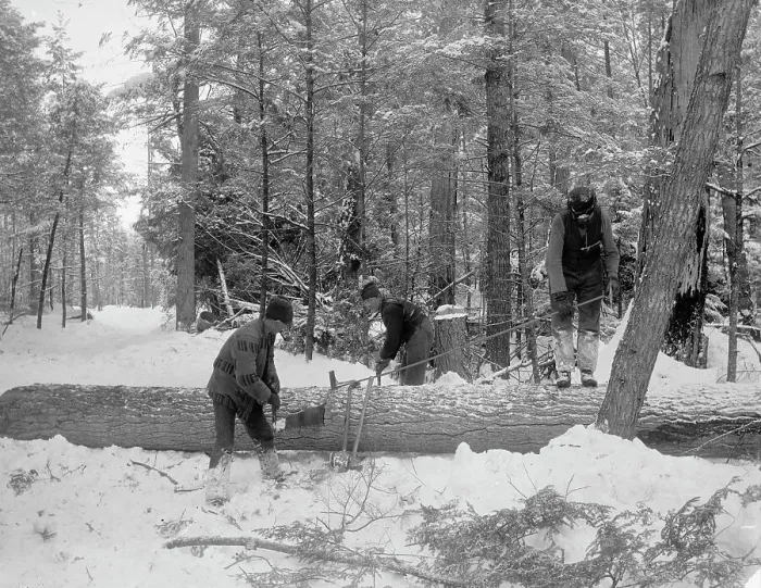 Framed Print : Logging, cutting lengths, between 1880 and 1899. Creator: Unknown Framed Print : Logging, cutting lengths, between 1880 and 1899. Creator: Unknown
