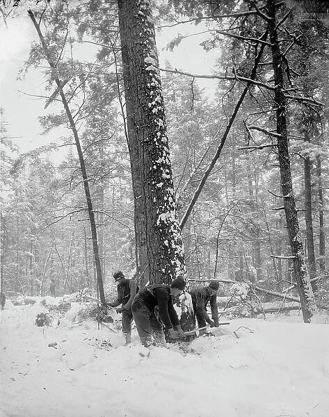 Logging, felling the tree, between 1880 and 1899. Creator: Unknown