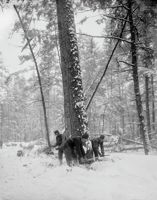 Framed Print : Logging, felling the tree, between 1880 and 1899. Creator: Unknown Framed Print : Logging, felling the tree, between 1880 and 1899. Creator: Unknown