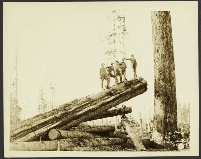 Framed Print : Logging / Timber Scene, about 1910-1945. Creator: Darius Kinsey Framed Print : Logging / Timber Scene, about 1910-1945. Creator: Darius Kinsey