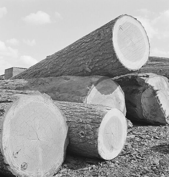 Logs piled in the mill yard, Keno, Klamath County, Oregon, 1939. Creator: Dorothea Lange
