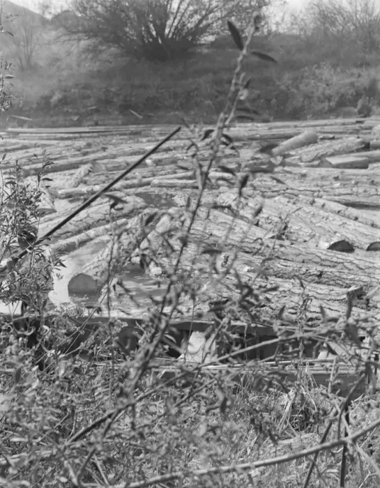 Framed Print : Logs at sawmill on Marys River near Corvallis, Oregon, 1939. Creator: Dorothea Lange Framed Print : Logs at sawmill on Marys River near Corvallis, Oregon, 1939. Creator: Dorothea Lange