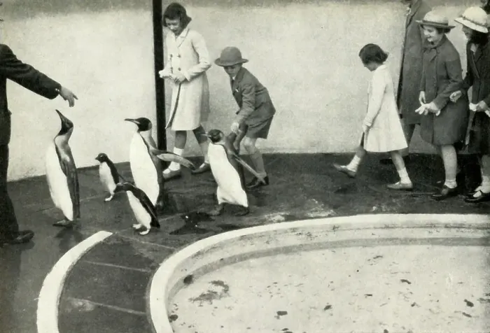 Framed Print : At the London Zoo - at the Penguin Pool, 1939, (1947). Creator: Unknown Framed Print : At the London Zoo - at the Penguin Pool, 1939, (1947). Creator: Unknown