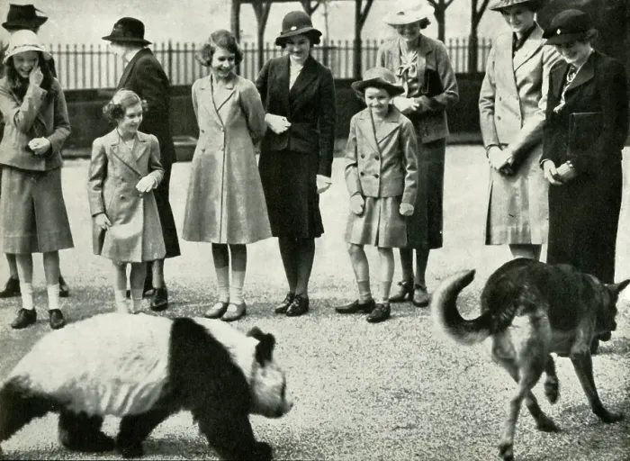 Framed Print : At the London Zoo - watching the antics of a baby panda, 1939, (1947). Creator: Unknown Framed Print : At the London Zoo - watching the antics of a baby panda, 1939, (1947). Creator: Unknown