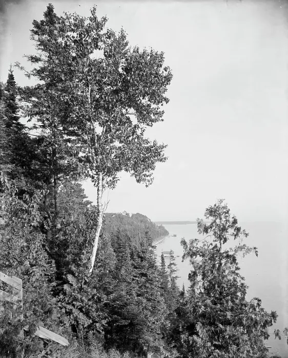 Framed Print : Lone birch, Mackinac Island, Mich. The, between 1900 and 1906. Creator: Unknown Framed Print : Lone birch, Mackinac Island, Mich. The, between 1900 and 1906. Creator: Unknown