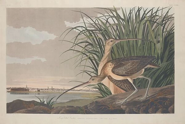 Long-billed Curlew, 1834. Creator: Robert Havell
