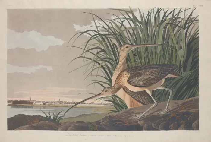 Framed Print : Long-billed Curlew, 1834. Creator: Robert Havell Framed Print : Long-billed Curlew, 1834. Creator: Robert Havell