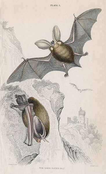 Long-eared bat (Plectorus auritus), 1828