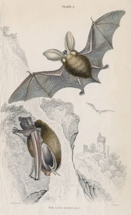 Framed Print : Long-eared bat (Plectorus auritus), 1828 Framed Print : Long-eared bat (Plectorus auritus), 1828