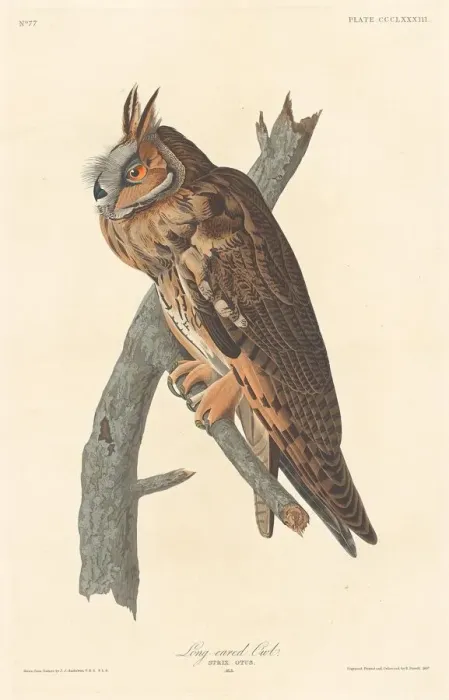 Framed Print : Long-eared Owl, 1837. Creator: Robert Havell Framed Print : Long-eared Owl, 1837. Creator: Robert Havell