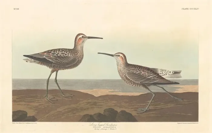 Framed Print : Long-legged Sandpiper, 1836. Creator: Robert Havell Framed Print : Long-legged Sandpiper, 1836. Creator: Robert Havell