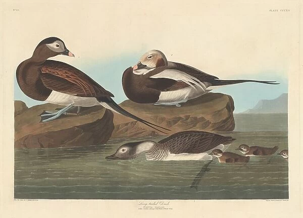 Long-tailed Duck, 1836. Creator: Robert Havell