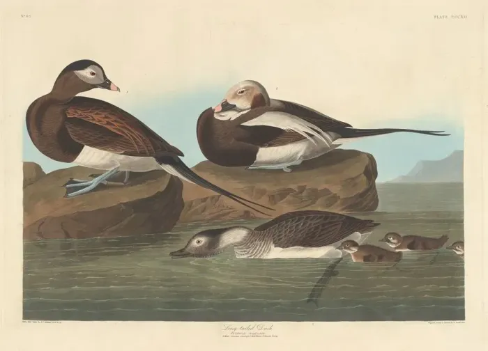 Framed Print : Long-tailed Duck, 1836. Creator: Robert Havell