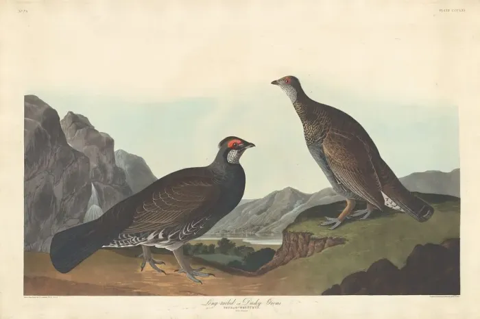 Framed Print : Long-tailed or Dusky Grous, 1837. Creator: Robert Havell Framed Print : Long-tailed or Dusky Grous, 1837. Creator: Robert Havell