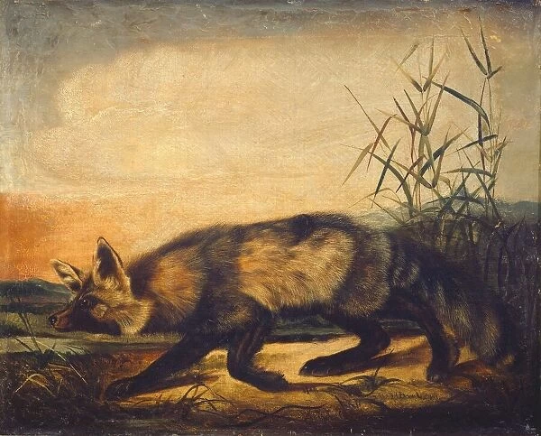 Long-Tailed Red Fox, 1848  /  1854. Creator: John Woodhouse Audubon
