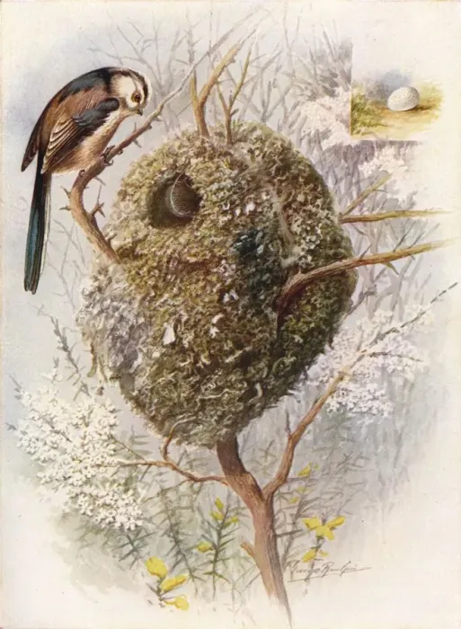 Framed Print : Long-Tailed Tit - Acred ula cauda ta, c1910, (1910). Artist: George James Rankin Framed Print : Long-Tailed Tit - Acred ula cauda ta, c1910, (1910). Artist: George James Rankin