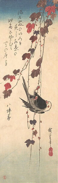 Long-tailed Tit on Autumn Ivy, ca. 1835. ca. 1835. Creator: Ando Hiroshige